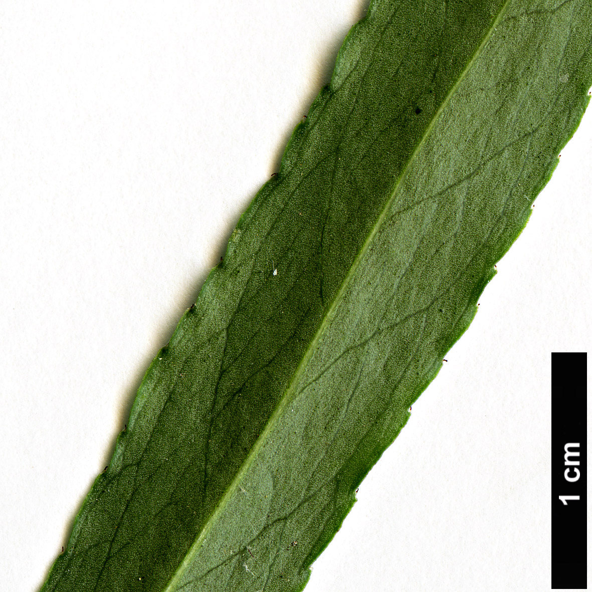 High resolution image: Family: Celastraceae - Genus: Euonymus - Taxon: cornutus - SpeciesSub: var. quinquecornutus